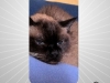 incipio-bespoke-custom-case-app-iphone-4-pic-05